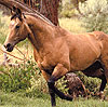 Spear M Quarter Horses
