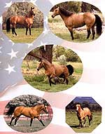 Spear M Quarter Horses - Hesa Oakey