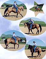 Spear M Quarter Horses - Hesa Oakey