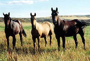 Spear M Quarter Horse herd.